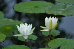 散歩の途中で。