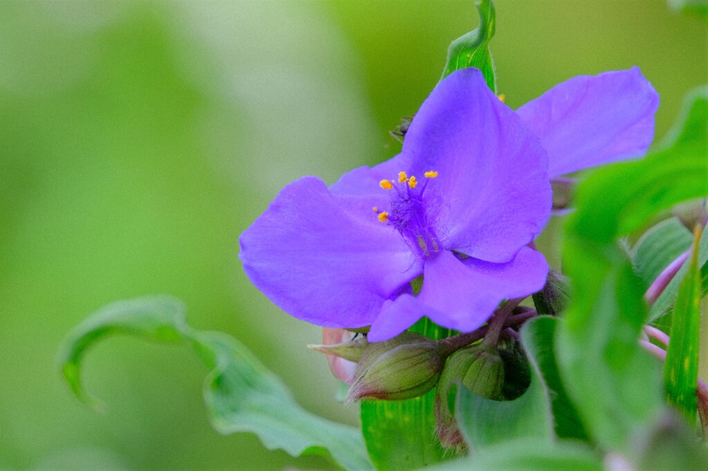 散歩の途中で。4