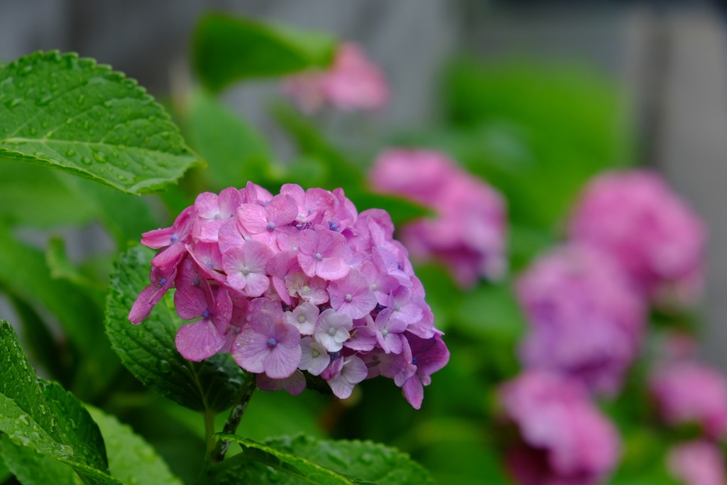 紫陽花