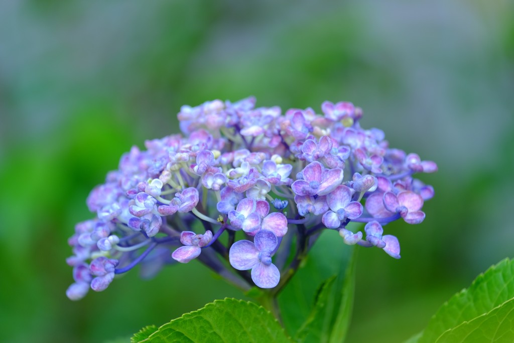 紫陽花