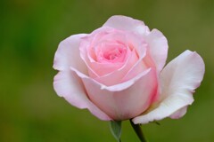 散歩の途中で。⑦