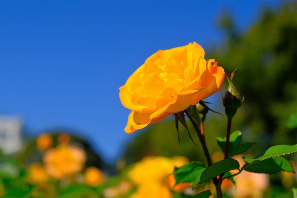 散歩の途中で。8