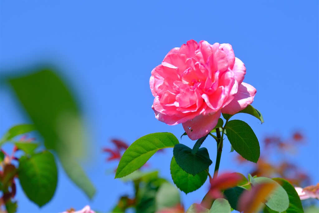 散歩の途中で。④