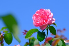 散歩の途中で。④