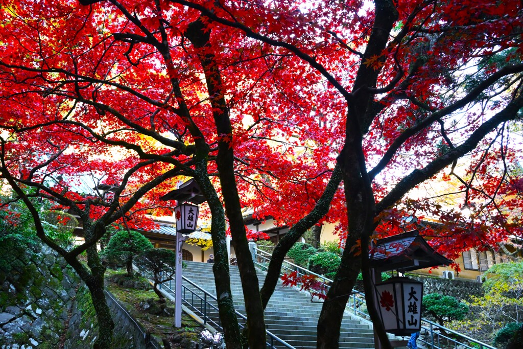 モミジ（大雄山（最乗寺）-2