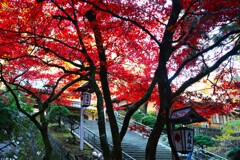 モミジ（大雄山（最乗寺）-2