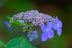 紫陽花（２）