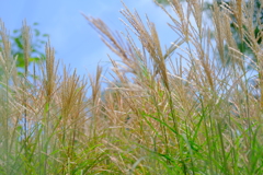 散歩の途中で。