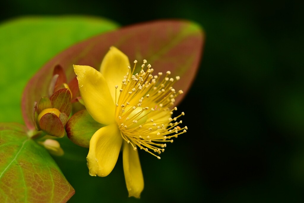 セイヨウオトギリソウ