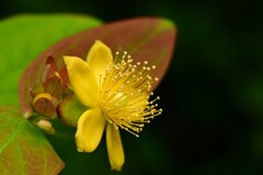 セイヨウオトギリソウ