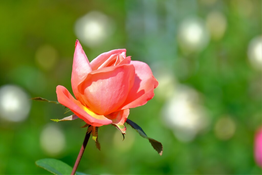 散歩の途中で。4