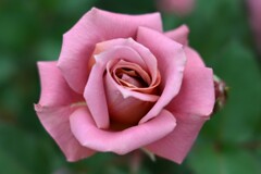 薔薇-2