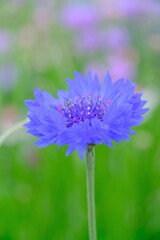 散歩の途中で。Ⅴ