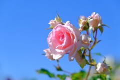 散歩の途中で。⑤