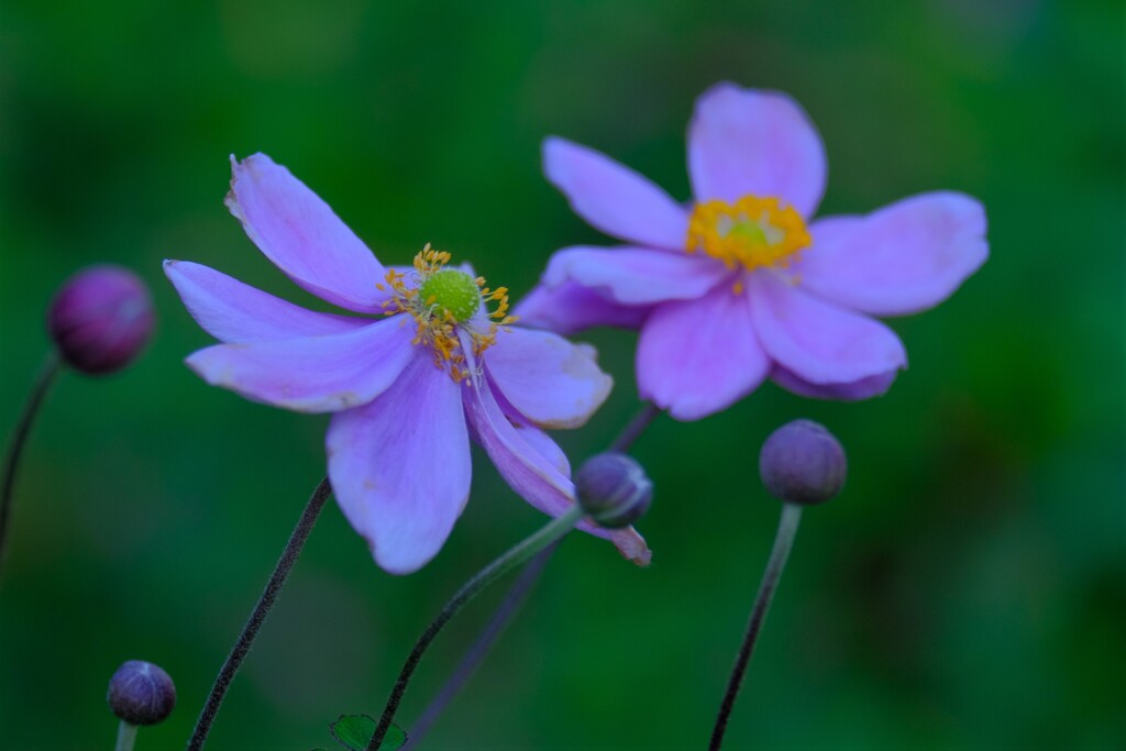 散歩の途中で。⑥
