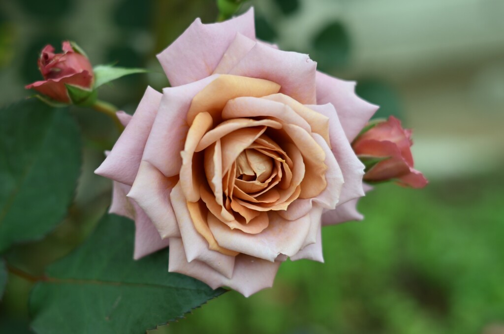 薔薇-4