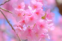 河津桜