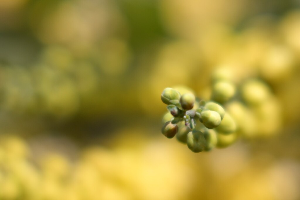 ヒイラギナンテン