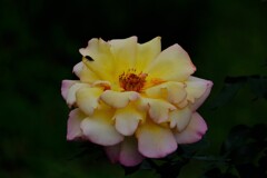 散歩の途中で。7