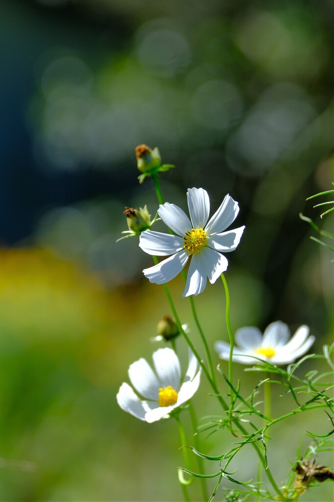 散歩の途中で。Ⅱ