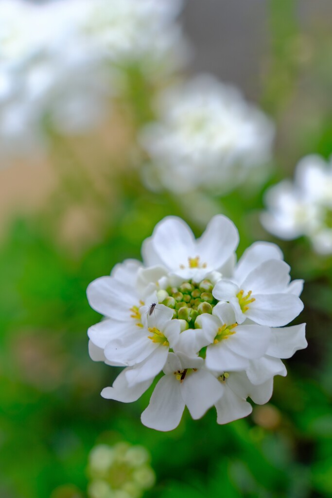 散歩の途中で。3