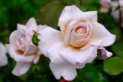 散歩の途中で。⑥