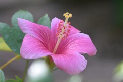 ハイビスカス