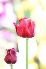 チューリップ