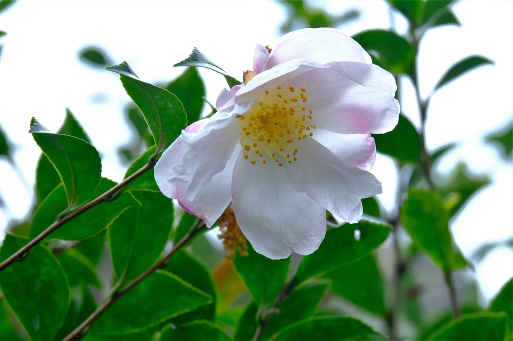 散歩の途中で。⑥