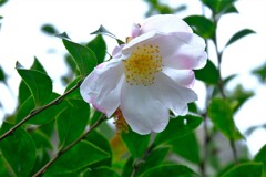 散歩の途中で。⑥