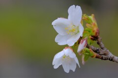 散歩の途中で。⑧