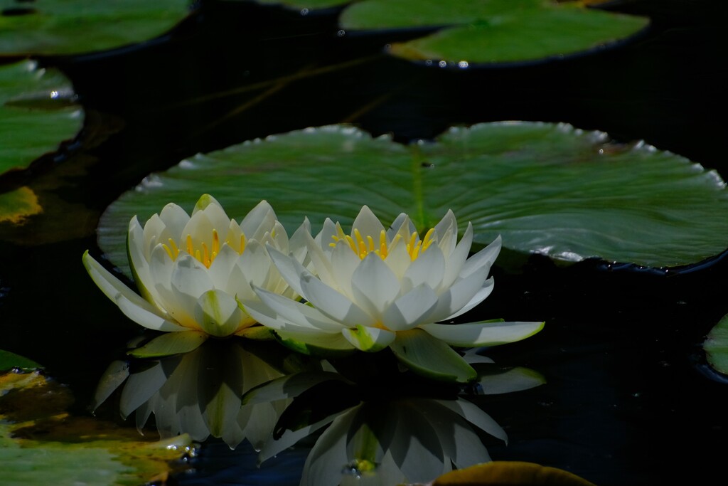 散歩の途中で。Ⅱ