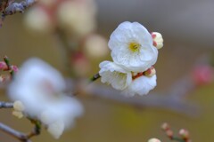 散歩の途中で。7