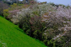 散歩の途中で。⑩