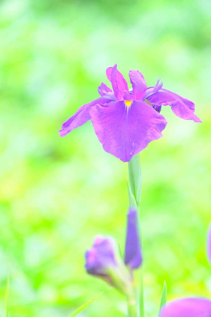 散歩の途中で。