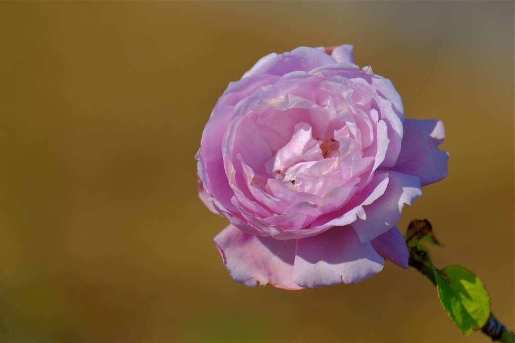 散歩の途中で。6