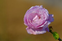 散歩の途中で。6