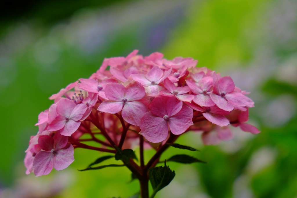 紫陽花