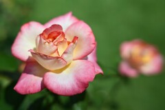 薔薇-3