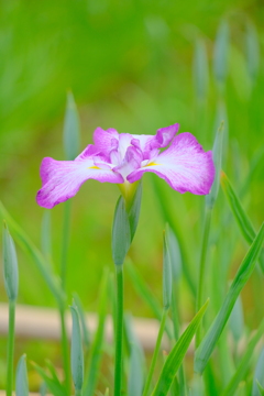 散歩の途中で。⑨