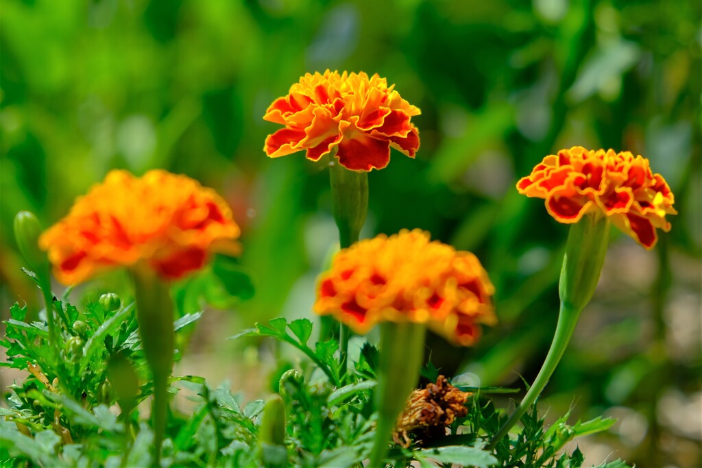 散歩の途中で。Ⅳ