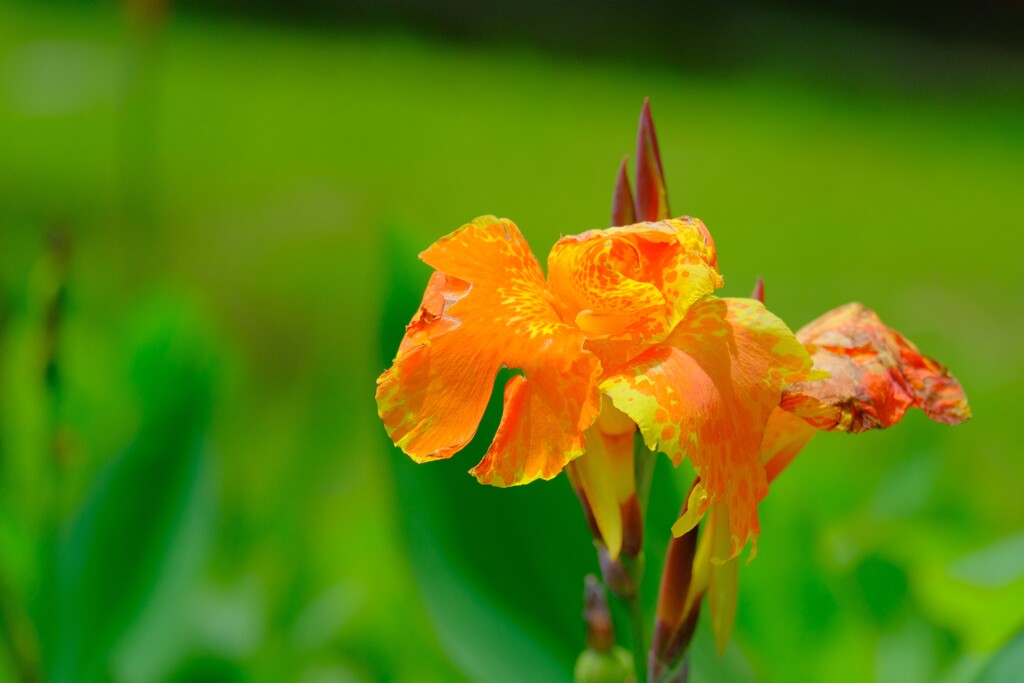 散歩の途中で。
