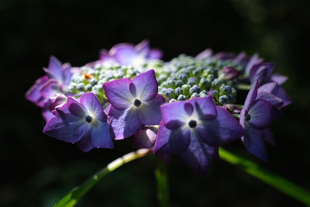 散歩の途中で。Ⅶ