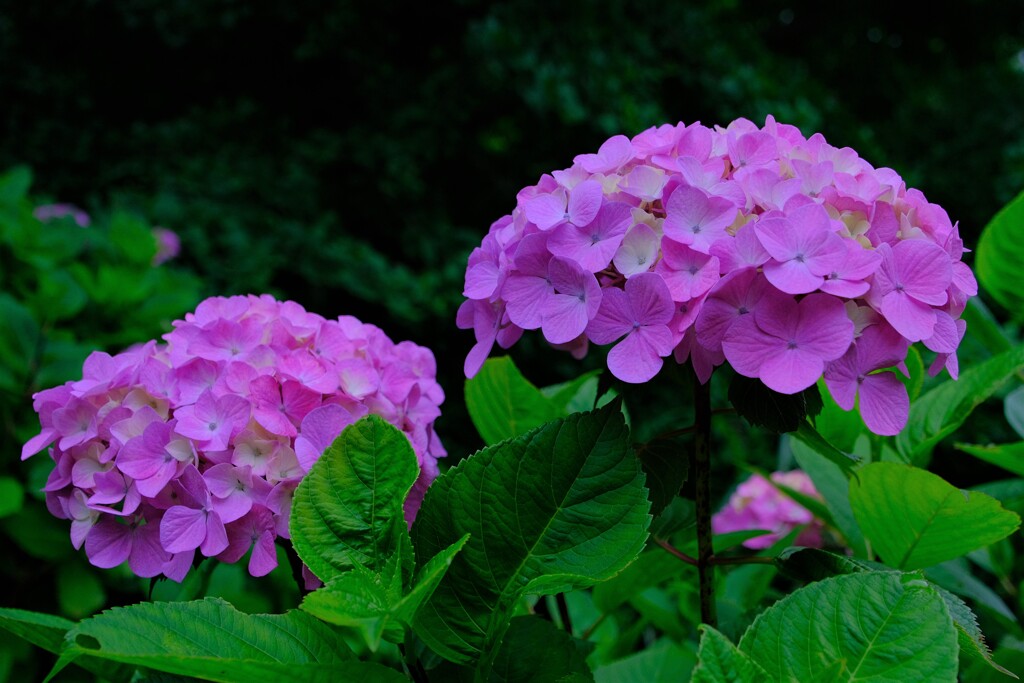 散歩の途中で。⑦