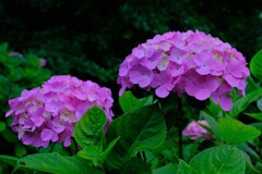 散歩の途中で。⑦