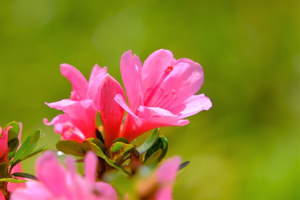 散歩の途中で。8