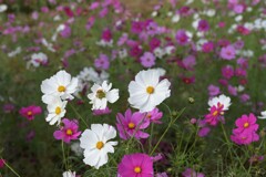 コスモス（４）