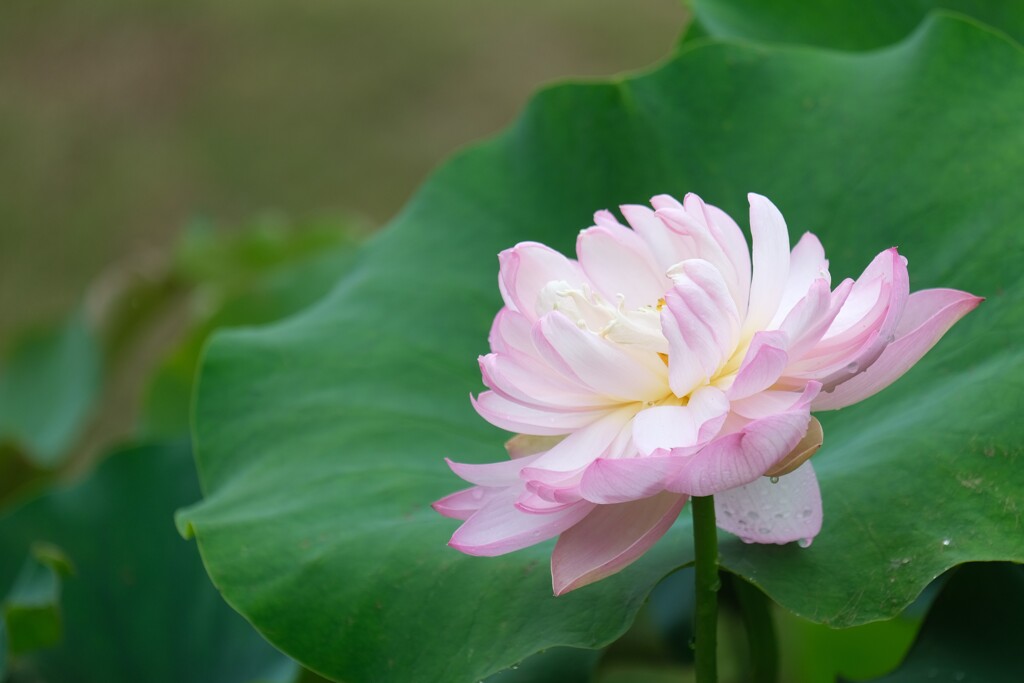 散歩の途中で。