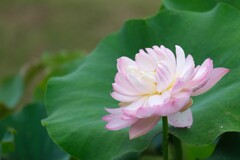 散歩の途中で。