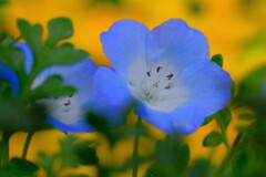 散歩の途中で。Ⅷ